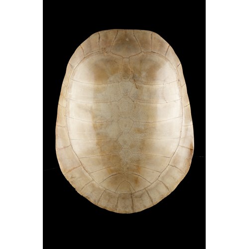 Blond Shell of a South American Amazonian Arrau River Turtle ‘Podocnemis Expansa’